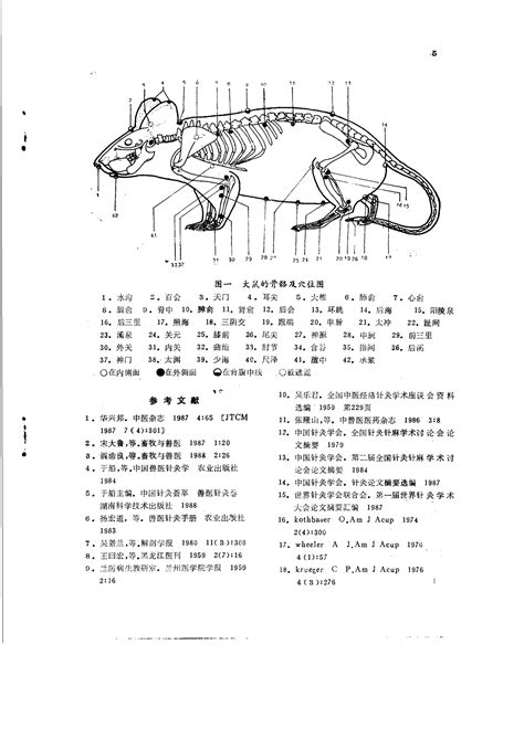 鼠膝部穴位